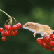 Rongeur et baies rouges