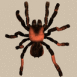Mygale