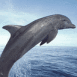Dauphin volant