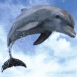Dauphin plongeant dans la mer