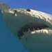 Requin dangereux