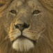 Lion dans la savane