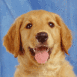 Labrador assis