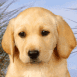 Chiot labrador assis