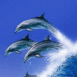 Dauphins surfant sur la vague