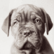 Chien assis