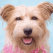 Chien mignon