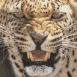 Jaguar mena�ant