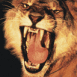 Lionne rugissante