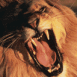 Lion rugissant