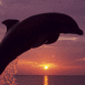 Dauphin au cr�puscule