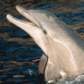 Dauphin sortant la t�te de l'eau