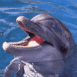 Dauphin sortant la t�te de l'eau