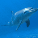 Dauphin dans l'oc�an bleu