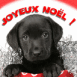 Chiot labrador "Joyeux No�l"