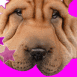 Chien mignon