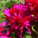Fleurs rouges