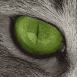 Oeil de chat