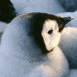 B�b� pingouin
