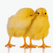 Poussins