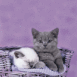 Chatons dans un panier