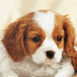 King Charles mignon
