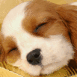 Chiot Cocker endormi