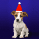 Chiot portant un chapeau de No�l