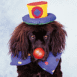 Caniche clown
