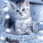 Chaton gris "Joyeux No�l"