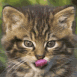 Chaton se l�chant les babines