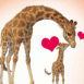 Girafe et son petit
