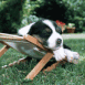 Chiot dormant sur un transat