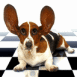 Chien les oreilles lev�es