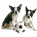 Chiens footballeurs