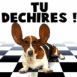 Chien les oreilles lev�es "Tu d�chires"