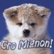 Chien husky b�b� "Cro mignon!"