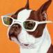 Boxer portant des lunettes