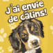 Chiot �pagneul "J'ai envie de c�lins"