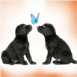 Chiots noirs jouant avec un papillon