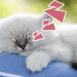 Chaton endormi