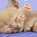 Chaton faisant la sieste