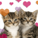 Chatons amoureux