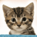 Chaton en gros plan