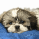 Chiot Lhassa Apso allong� sur un jean