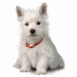 Chiot Westie blanc