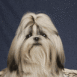 Shihtzu prenant la pause
