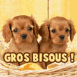 Chiots King Charles dans un panier "Gros bisous!"