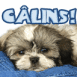 Chiot lhassa apso sur un jean "C�lins!"