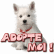 Chiot Westie blanc "Adopte-moi!"
